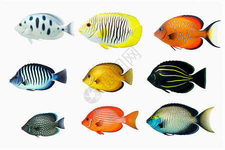 色彩鲜艳的热带鱼图片