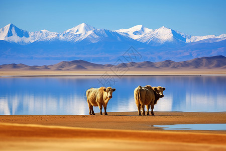 西藏耗牛西藏大自然下牧牛背景
