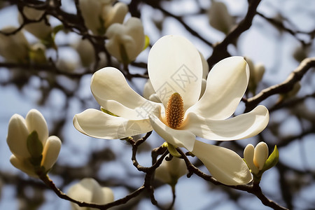 春天盛开的白玉兰图片