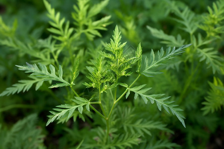 中药植物艾草杂草高清图片素材