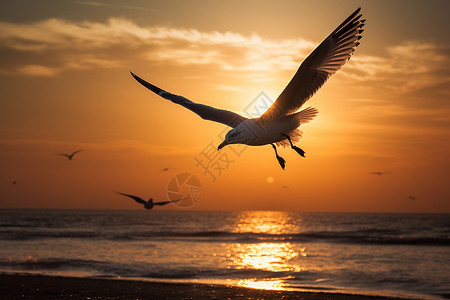日落时分海上飞翔的海鸥图片