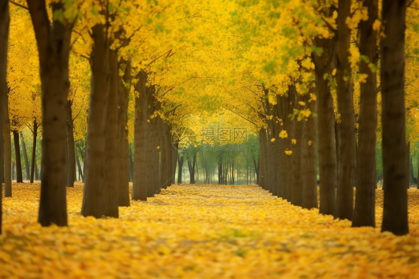 秋天黄色落叶大道风景图片