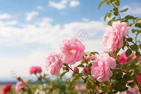 玫瑰种植基地种植园里盛开的花朵背景