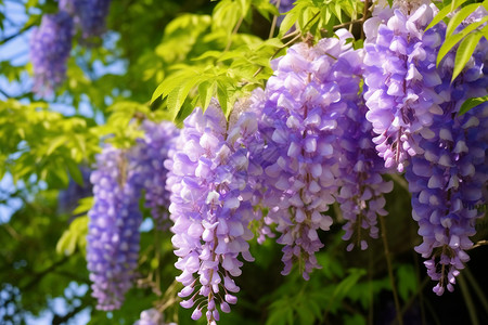 紫藤萝花盛开的紫藤花背景