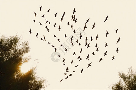 天空中飞行的的鸟群图片