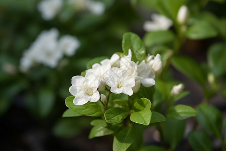 淡雅的茉莉花背景图片