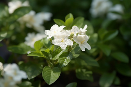 绽放的白色茉莉花背景图片