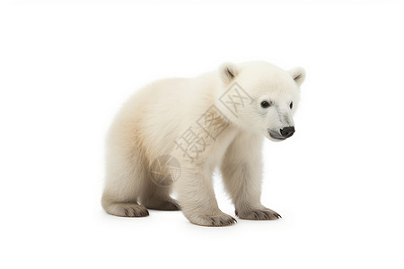 白色小熊白色北极熊幼崽背景