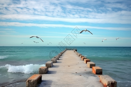 海鸥与大海的美景图片