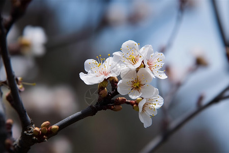 树枝上的杏花背景图片