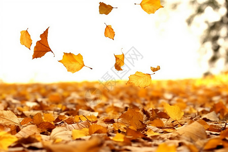 满地的落叶背景图片