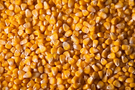 玉米加工金黄色玉米粒特写背景