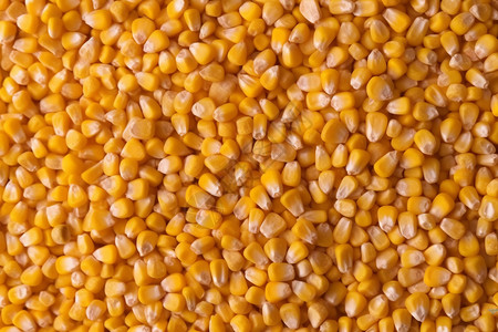 玉米加工玉米粒特写背景