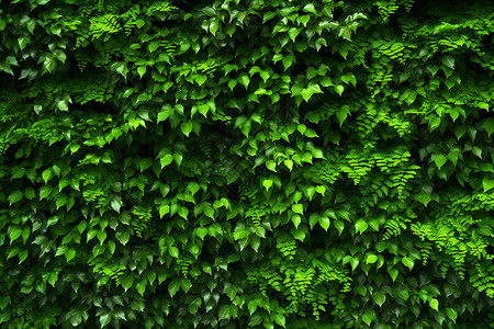 绿色的植物墙高清图片
