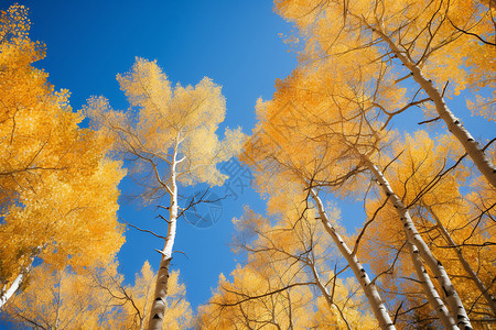 一片金黄的白杨树林背景图片