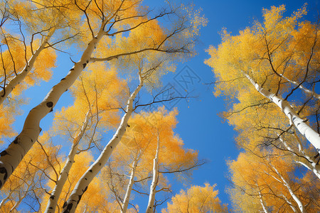 秋天的白杨树林背景图片