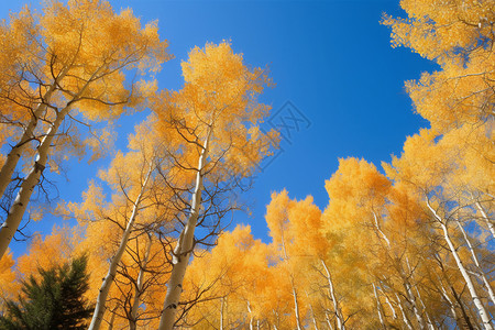 白杨树林的秋景背景图片