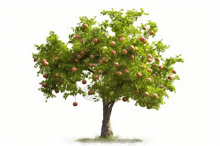 一颗苹果树插画