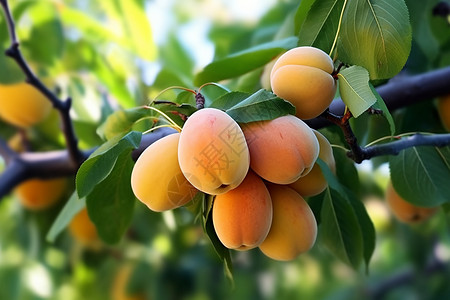 杏树上成熟的果实高清图片