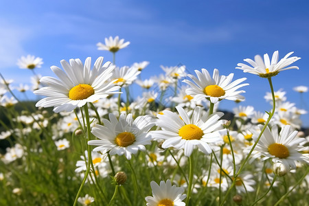 盛开的白色雏菊背景图片