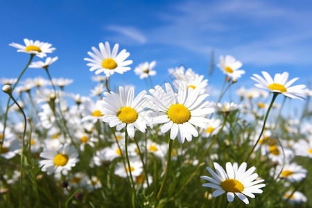 蓝天下的白色雏菊背景图片