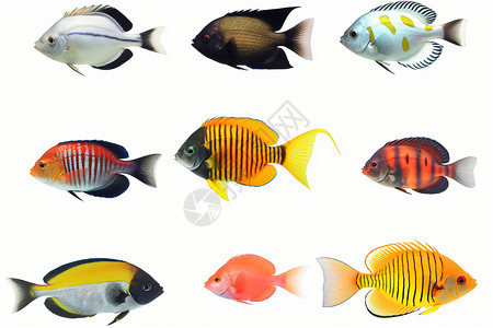 水族馆海底生物热带鱼设计图片