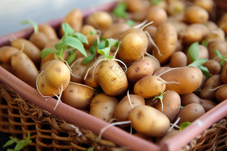 发芽马铃薯发芽的土豆背景