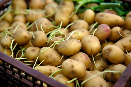 发芽马铃薯篮子里的土豆都发芽了背景