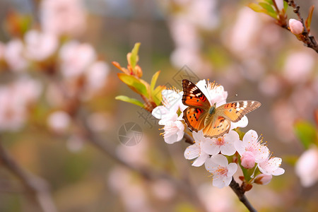 一只桃花桃花上的蝴蝶背景