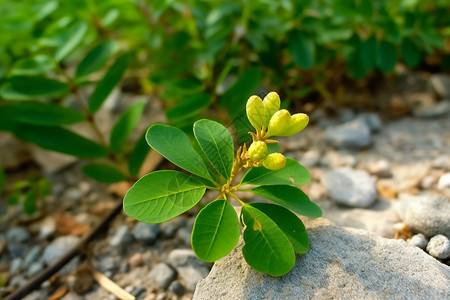 石块上的绿植图片