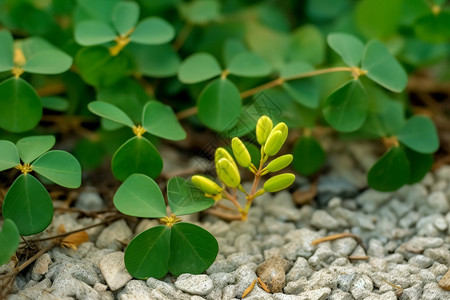 石子地面上的绿植图片