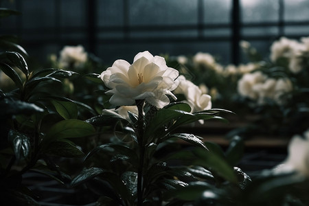 栀子花特写背景图片