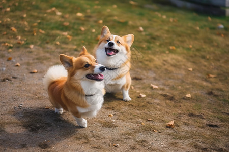 两只可爱的柯基犬图片