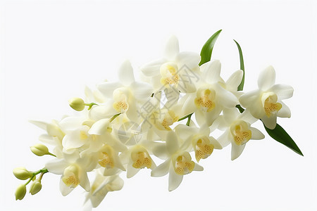 白色的植物兰花图片