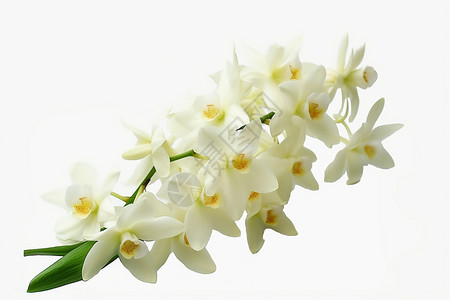白色的石斛兰花高清图片