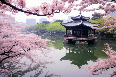樱花湖湖水边的樱花背景
