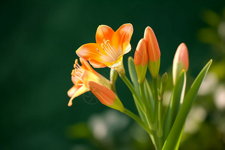 盛开的君子花卉高清图片素材