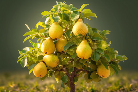 梨树上成熟的梨背景图片