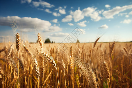 成熟的小麦背景图片