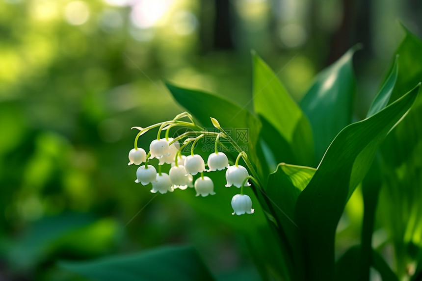 森林中的植物白色小花图片