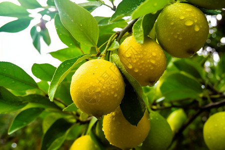 柠檬树上的成熟柠檬图片