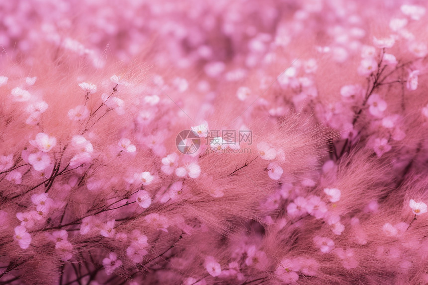 粉色花朵和毛茸茸背景图片
