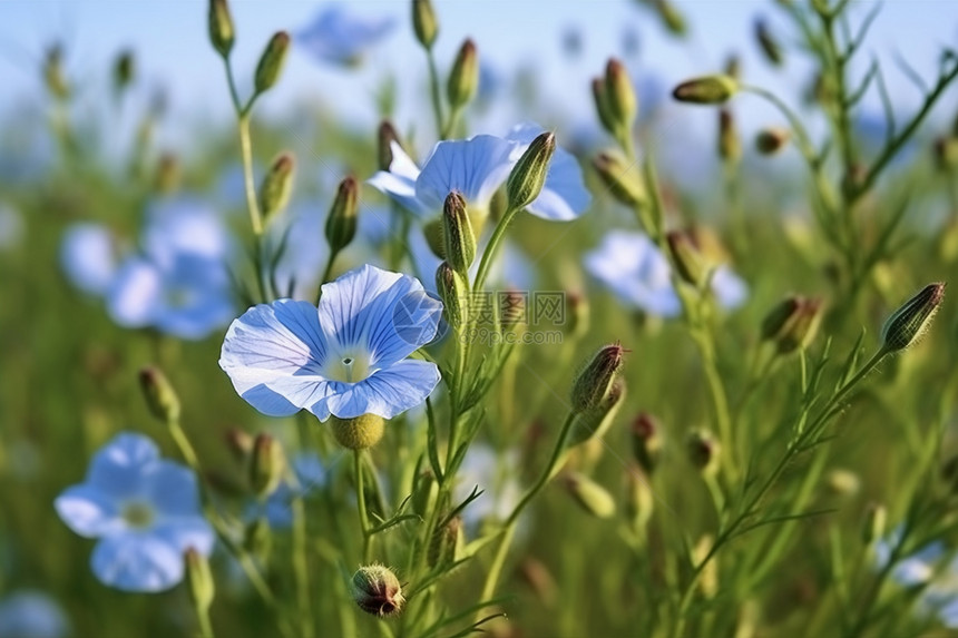 田野中生长的蓝色鲜花图片