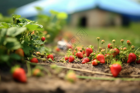 缩小的草莓园背景图片