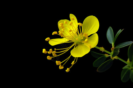 黄色艳丽的花朵背景图片