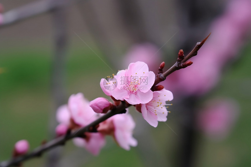 春天户外盛开的鲜花图片