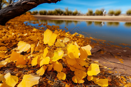 秋天掉落的树叶图片