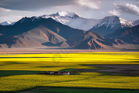 美丽的油菜花田地图片