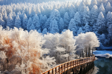 冬天的森林美丽风景图片