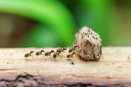 蚂蚁团队搬食物的蚂蚁背景